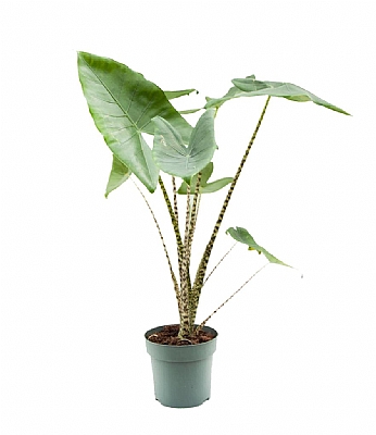 Alocasia Zebrina | Fil Kulagi 50 cm