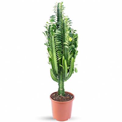 Kaktüs - Euphorbia Trigona Green 60 cm
