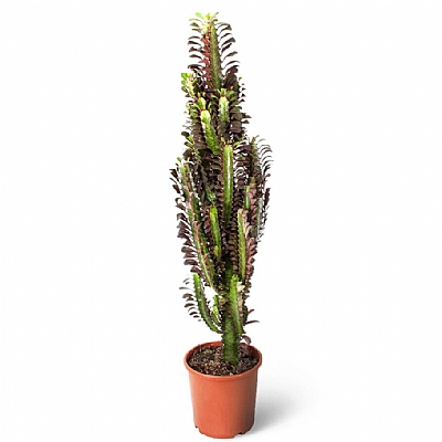 Kaktüs - Euphorbia Trigona Rubra 90 cm