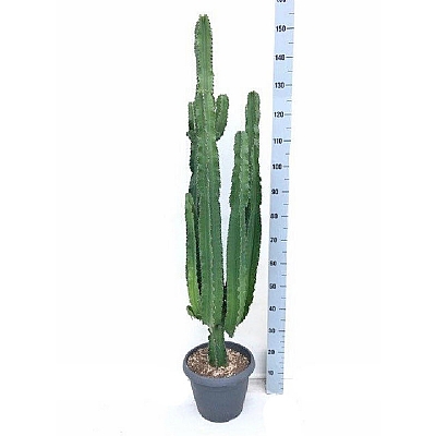 Euphorbia Eritrea 160 cm