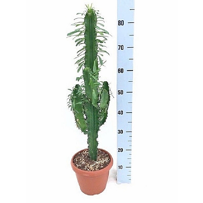 Euphorbia eritrea - 80 cm
