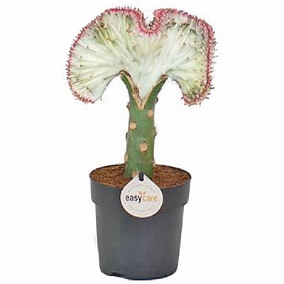 Euphorbia Lactea 25 cm