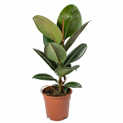 Ficus Elastica Robusta 60 cm