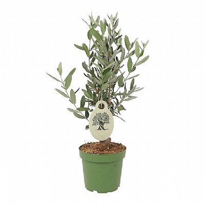 Olive Tree (Zeytin Ağacı) 35-40cm