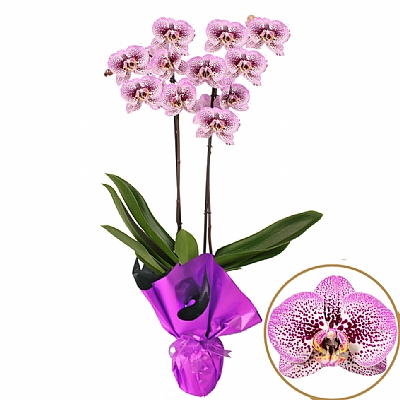 Phalaenopsis Andorra Orkide 60 - 75 cm