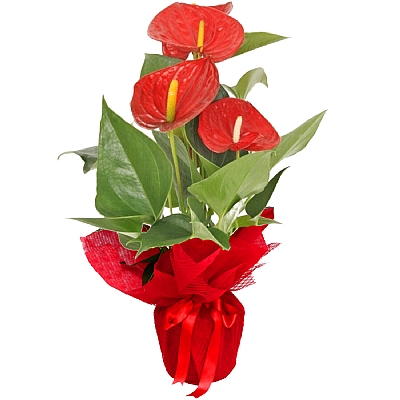 Kırmızı Antoryum Çiçeği