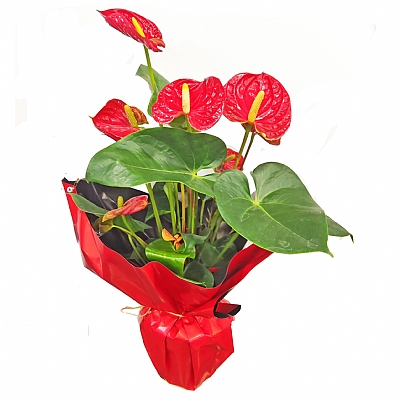 Antoryum Çiçeği 50 cm Kırmızı