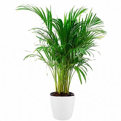 Areca Palm 120 cm (Areka Palmiyesi)