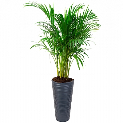 Areca Palm 150 cm (Areka Palmiyesi)
