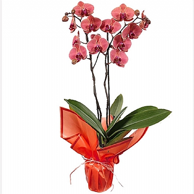 Phalaenopsis Asian Coral Orkide 60 - 75 cm