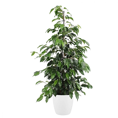 Ficus Benjamina Danielle 80 cm Beyaz Saksı