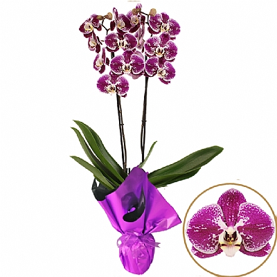 Phalaenopsis Compilation Orkide 60 - 75 cm