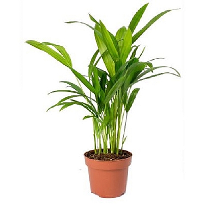 Kentia Palm (Kentya Palmiyesi) 35 - 45 cm
