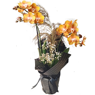 Phalaenopsis Las Vegas Orkide