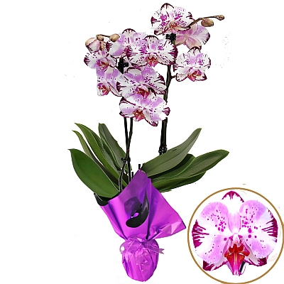 Phalaenopsis Magic Art Orkide 60 - 75 cm