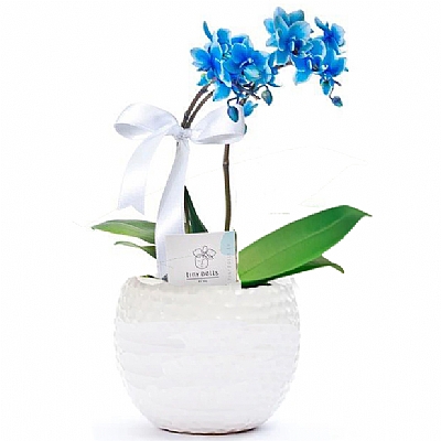 Mini Mavi Orkide