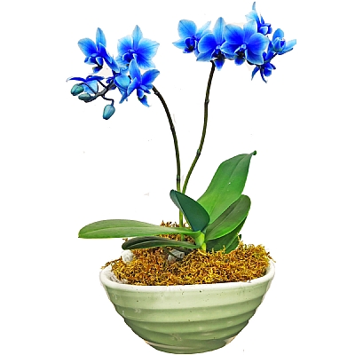 Mini Mavi Orkide