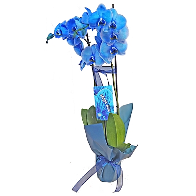 Mavi Orkide Magic Blue 