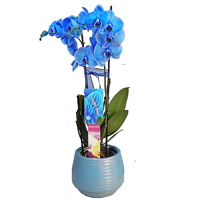 Mavi Saksıda 2 Dal Mavi Orkide