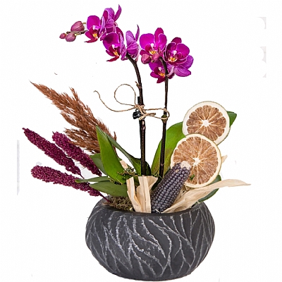 Mini Orkide Taş Saksıda Kuru Çiçek Dekorlu