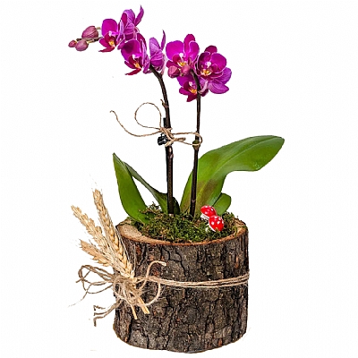 Mini Orkide Ağaç Kütük İçerisinde