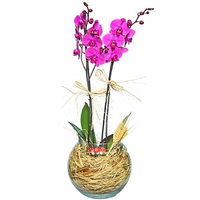 Akvaryum Camda Mor 2 li Orkide