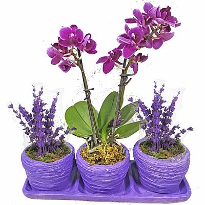 Üçlü Mor Beton Saksıda Mini Orkide ve Lavanta