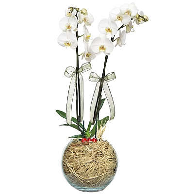 İki Dal Beyaz Orkide