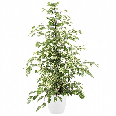 Ficus Benjamina Starlight 80 cm Beyaz Saksı
