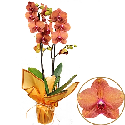 Phalaenopsis Surf Song Turuncu Orkide 60 - 75 cm