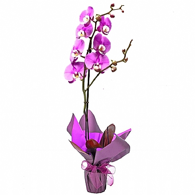 Tek Dal Saksi Orkide Mor Renk 60 cm