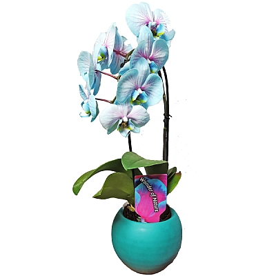Toprak Saksıda Alacalı Mavi Orkide 