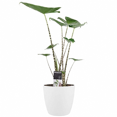 Alocasia Zebrina | Fil Kulagi 50 cm Beyaz Saksı