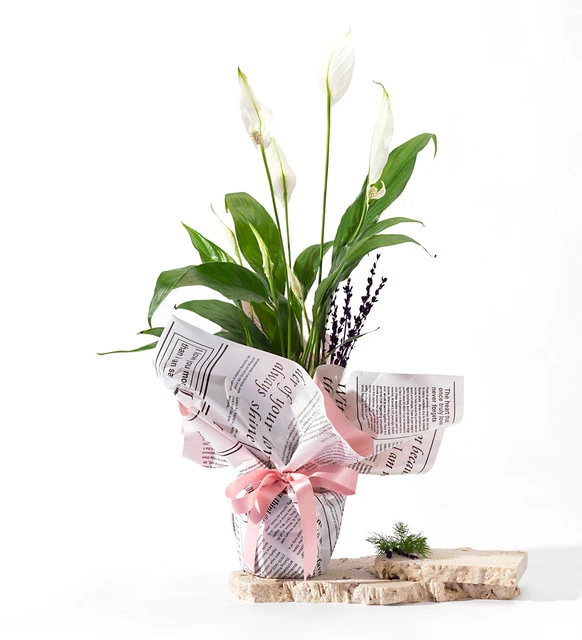 Polimer Saksıda Pembe Gazete Buketli Spatifilyum