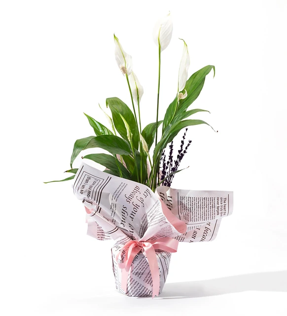 Polimer Saksıda Pembe Gazete Buketli Spatifilyum