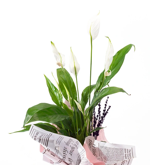 Polimer Saksıda Pembe Gazete Buketli Spatifilyum