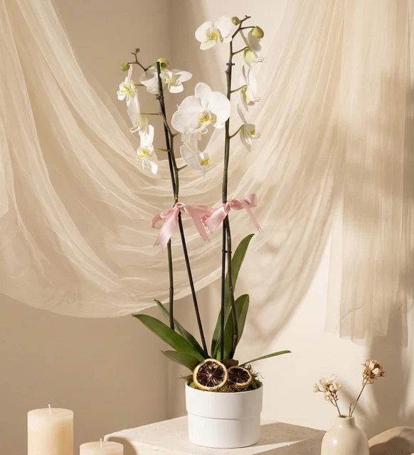 Polimer Saksıda Beyaz Çiftli Orkide