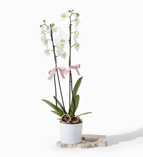Polimer Saksıda Beyaz Çiftli Orkide