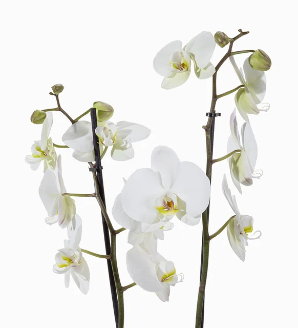 Polimer Saksıda Beyaz Çiftli Orkide