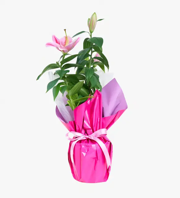 Lila Pembe Buketli Beyaz Polimer Saksıda Pembe Lilyum