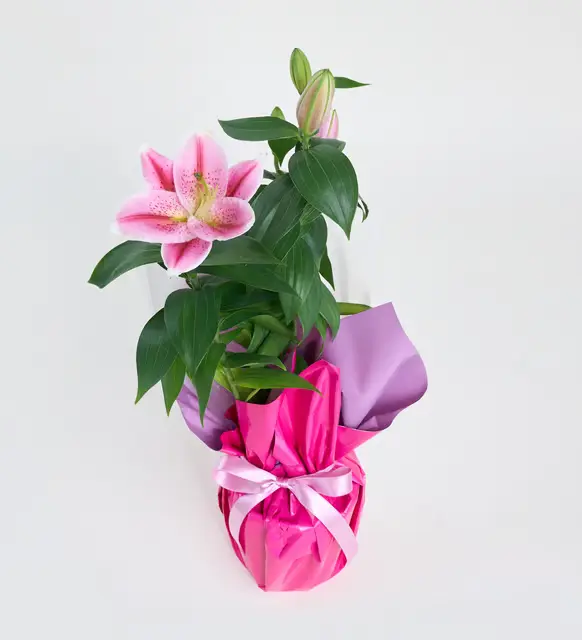 Lila Pembe Buketli Beyaz Polimer Saksıda Pembe Lilyum