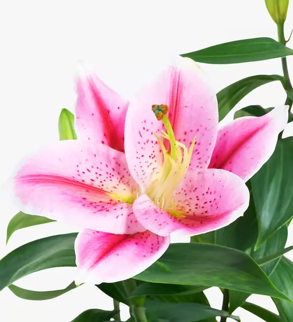 Lila Pembe Buketli Beyaz Polimer Saksıda Pembe Lilyum