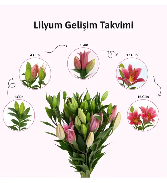 Lila Pembe Buketli Beyaz Polimer Saksıda Pembe Lilyum