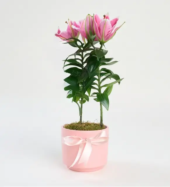 Pembe Beton Saksıda Pembe Lilyum