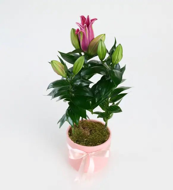 Pembe Beton Saksıda Pembe Lilyum