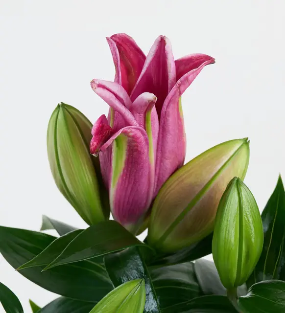 Pembe Beton Saksıda Pembe Lilyum