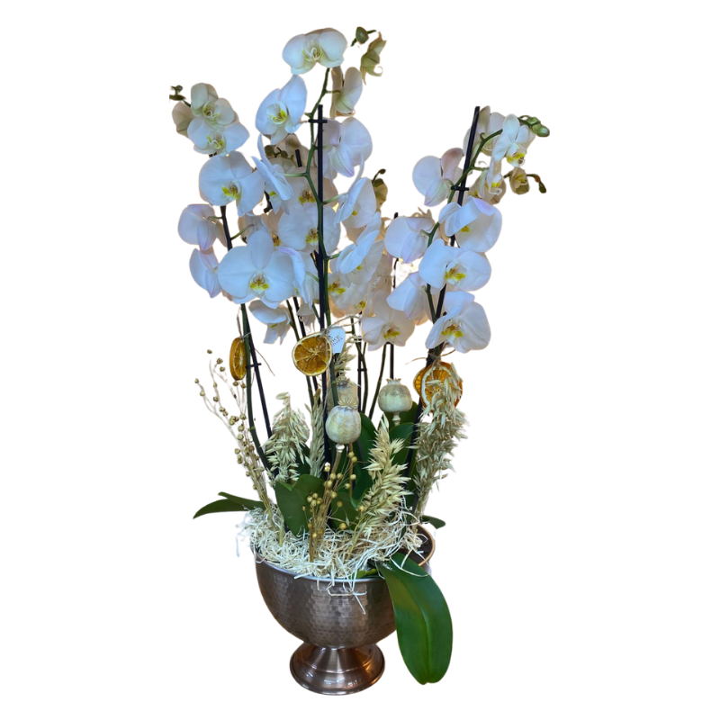 Orkide Test Orkide Test Orkide Test Orkide Test Orkide Test