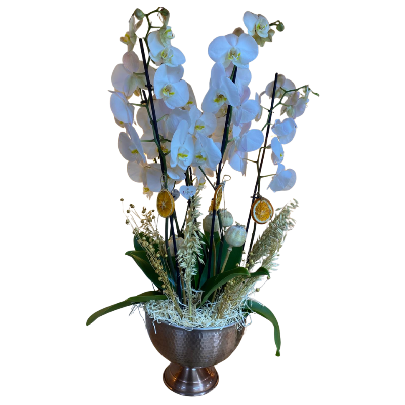 Orkide Test Orkide Test Orkide Test Orkide Test Orkide Test