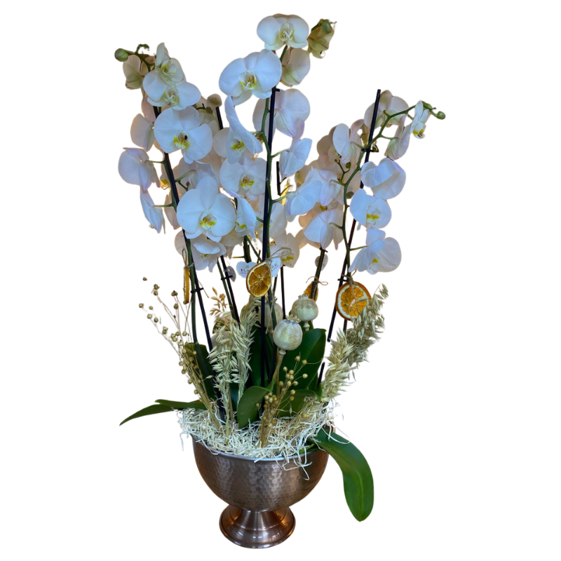 Orkide Test Orkide Test Orkide Test Orkide Test Orkide Test