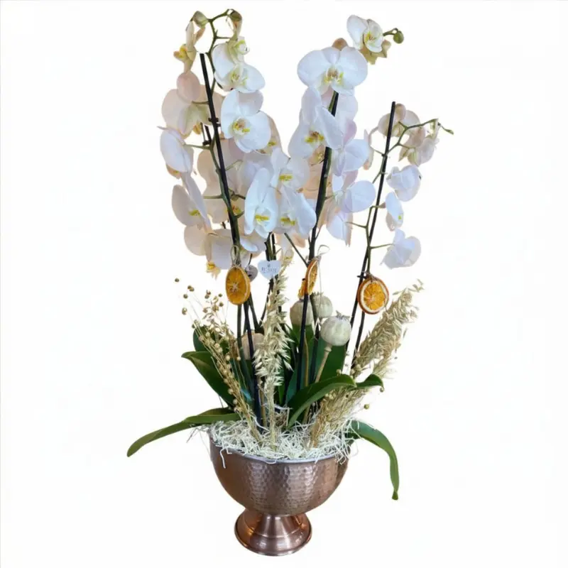 Orkide Test Orkide Test 